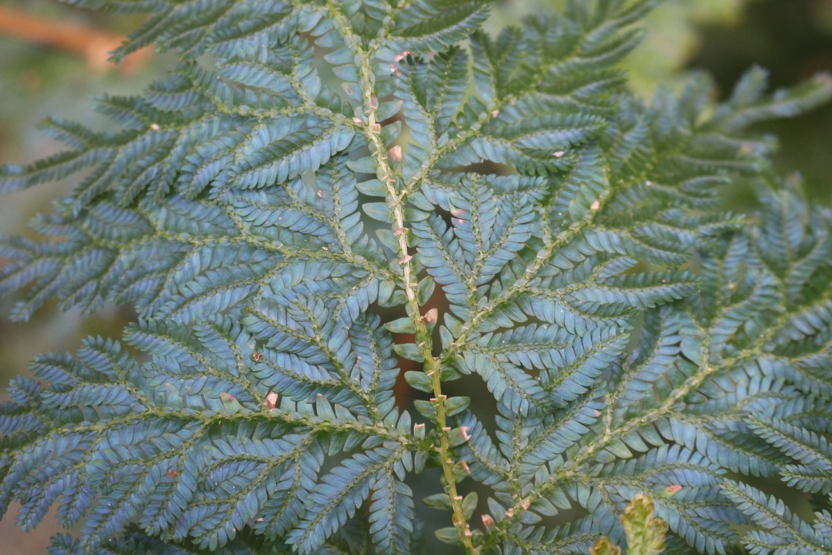 Selaginella willdenowii (Desv.) Baker